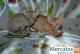 Элитные кучерявые котята Корниш рекс