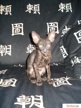 Котята корниш рекса