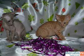 Элитные кучерявые котята Корниш рекс 2