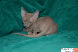 Изумительные котята корниш рекса 2