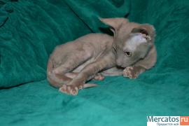 Изумительные котята корниш рекса 4