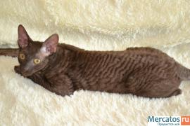 Элитные кудрявые котята Корниш рекс