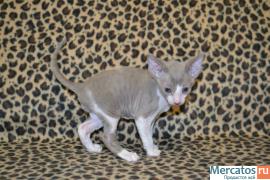 Элитный котик Корниш рекс 2