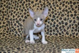 Элитный котик Корниш рекс 3