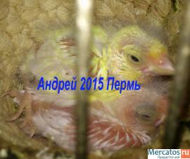 Продажа певчих канареек, от заводчика в Перми. 2