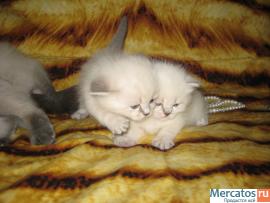 Британские очаровательные котята 3