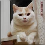 Британский кот