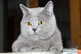 Шикарный британский кот приглашет на вязку