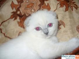 Британские котята страйты и вислоухие голубые и колорные с докум 2