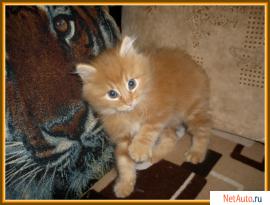 Курильский бобтейл