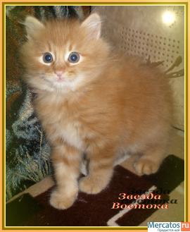 Курильский бобтейл 2