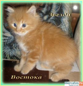 Курильский бобтейл 3