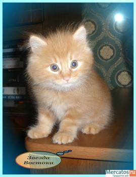 Курильский бобтейл 4