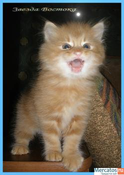 Курильский бобтейл 5