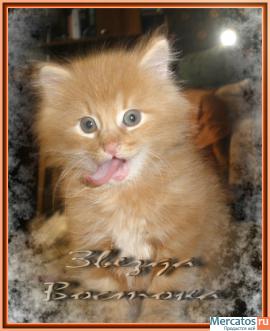 Курильский бобтейл 6