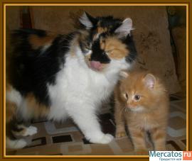 Курильский бобтейл 7