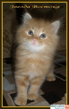 Курильский бобтейл 8