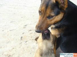 Умница Лайма, девочки-красавица надеется обрести свой дом!