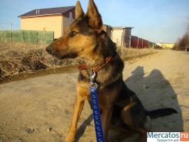 Умница Лайма, девочки-красавица надеется обрести свой дом! 2