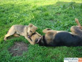 Умница Лайма, девочки-красавица надеется обрести свой дом! 3