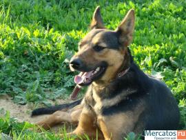 Умница Лайма, девочки-красавица надеется обрести свой дом! 4