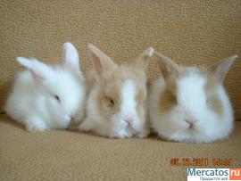 продаются карликовые и декоративные кролики. 2