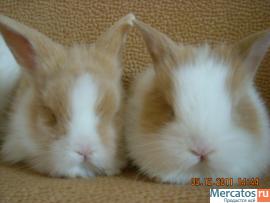 продаются карликовые и декоративные кролики. 3