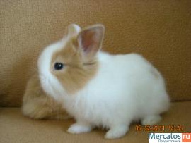 продаются карликовые и декоративные кролики. 4