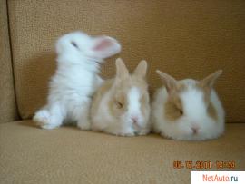 продаются карликовые и декоративные кролики.