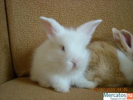 продаются карликовые и декоративные кролики. 5