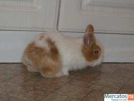 продаются карликовые и декоративные кролики. 6
