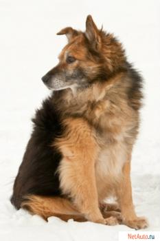 Одинокий старичок в приюте.