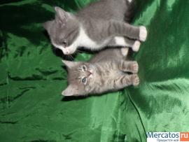 Британские плюшевые котята 3