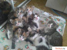 Котятки жаждут обрести хозяев