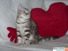 британский мраморный котенок