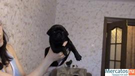 Продаются очаровательные щенки элитного черного окраса 2