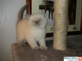 Шотландские котики 3