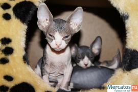 Продам котят Канадского сфинкса