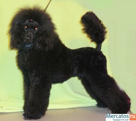 Подрощенный кобель малого пуделя черного окраса