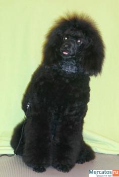 Подрощенный кобель малого пуделя черного окраса 2
