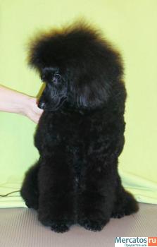Подрощенный кобель малого пуделя черного окраса 3
