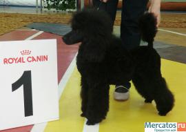 Подрощенный кобель малого пуделя черного окраса 4