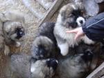 Подрощенные крупные щенки кавказской овчарки без родословной