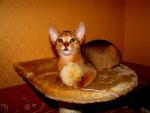 Абиссинские котята