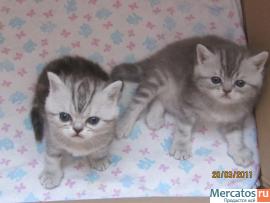 Шотландские страйт котята 5