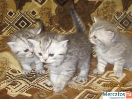 Шотландский страйт вязка+резервирование котят 9