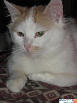 Котята в добрые руки 2