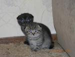 Котята Скоттиш-фолд