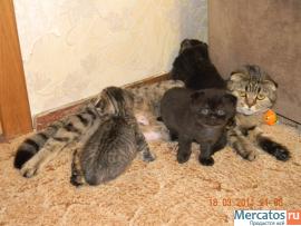 Котята Скоттиш-фолд 2