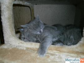 Плюшевые медвежата;) 5